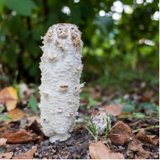 Мицелий Чернильного гриба / Навозник белый (Coprinus comatus)
